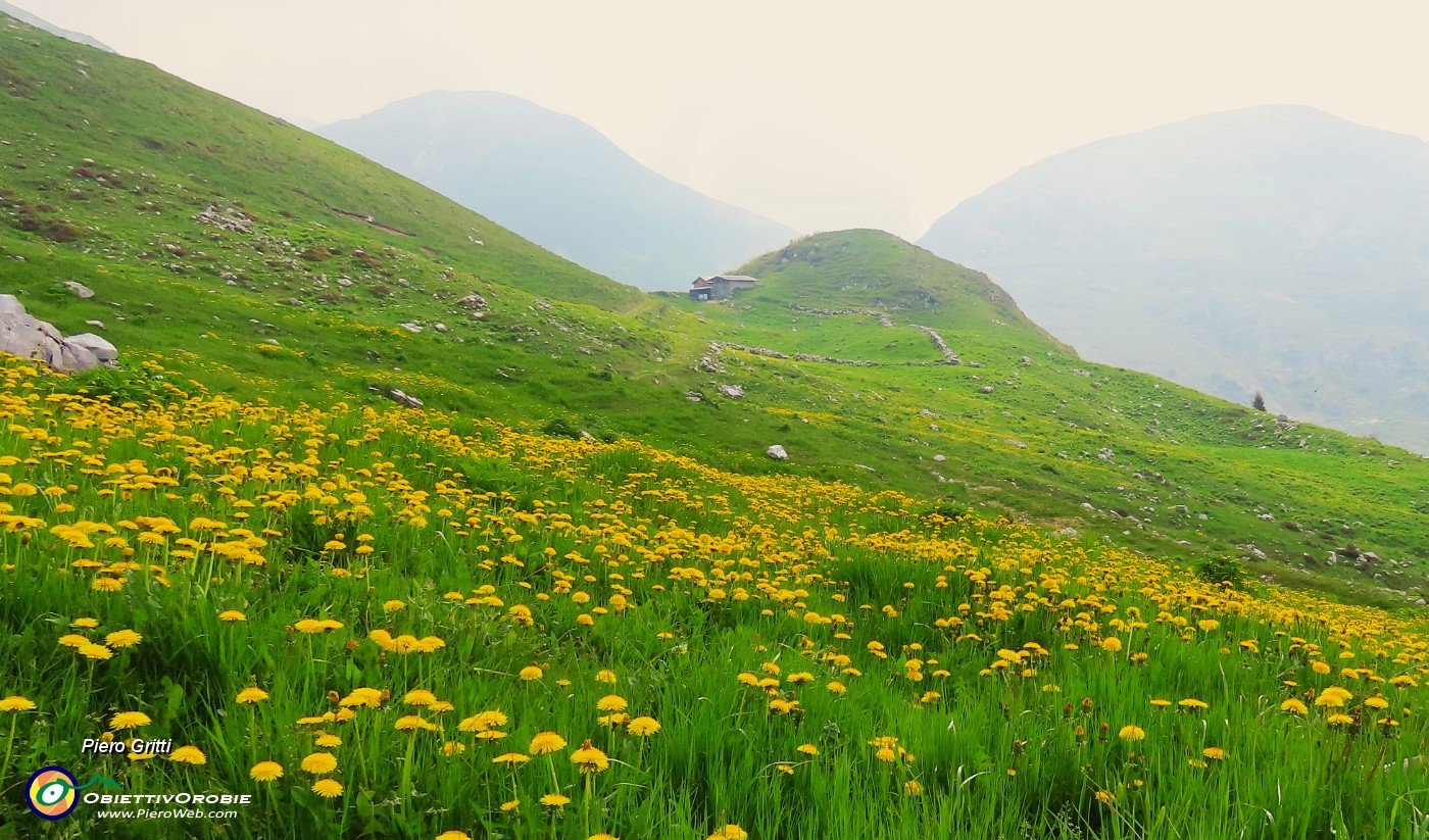 28 Distese di Taraxacum officinale (Tarassaco) con vista in Baita Zuccone.JPG